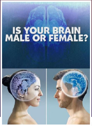 你的大脑是男性还是女性yy6080新视觉电影神马